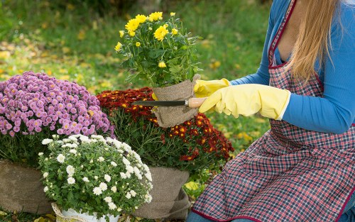 Regular garden upkeep in Hanwell for healthy lawns, borders, and plants