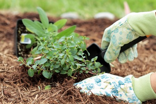 Soft landscaping and lawn design in a Hanwell garden