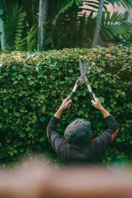 A gardener wearing a dark cap and long-sleeved black shirt is trimming a dense, well-maintained hedge with large pruning shears. The hedge consists of small, green, glossy leaves, forming a uniform bo