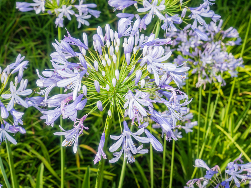 lawn mowing garden maintenance