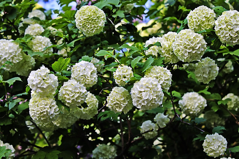 Garden Lawn